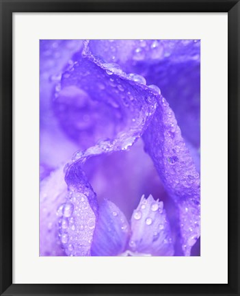 Framed Close-Up Of Dewdrops On A Purple Iris 1 Print