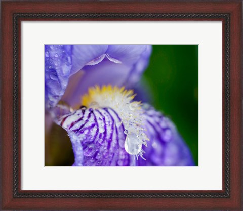 Framed Close-Up Of Dewdrops On A Purple Iris 2 Print