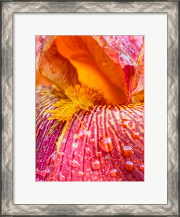 Framed Close-Up Of Dewdrops On A Pink Iris Print
