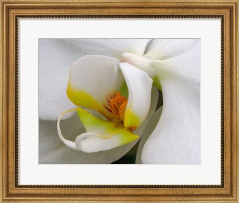 Framed Close-Up Of An White Orchid Print