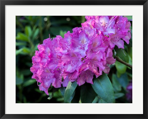 Framed Large Pink Rhododendron Blossoms In A Garden Print