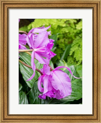 Framed Variety Of Pink Orchid Print