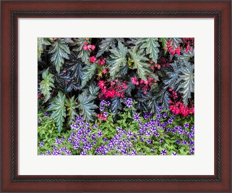Framed Indoor Garden With A Variety Of Spring Blooming Flowers Print