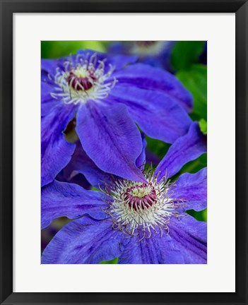 Framed Close-Up Of A Blue Clematis Print