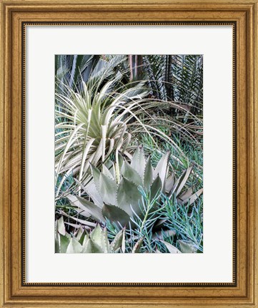 Framed Garden With An Assortment Of Bromeliad Plants And Textures Print