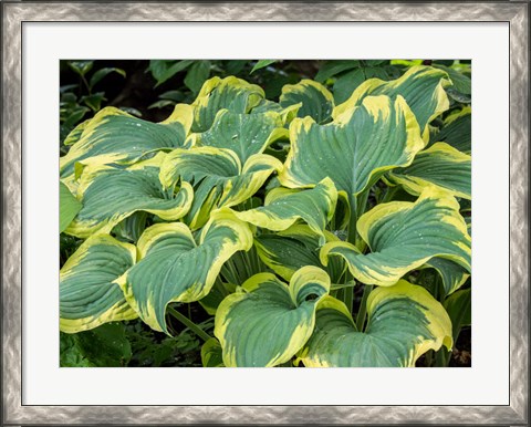 Framed Variegated Green And Yellow Hosta Print