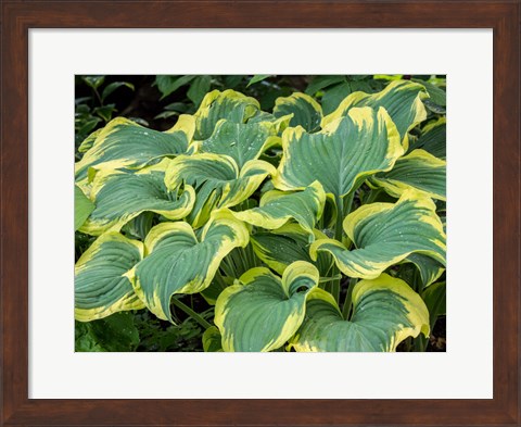 Framed Variegated Green And Yellow Hosta Print