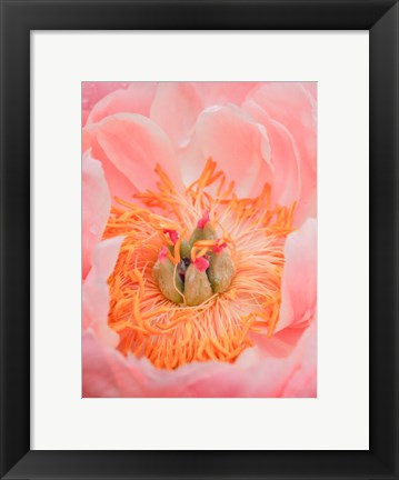 Framed Close-Up Of A Pink Peony Print