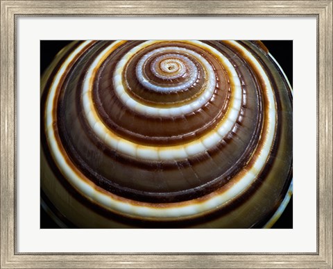 Framed Shell Spiral III Print