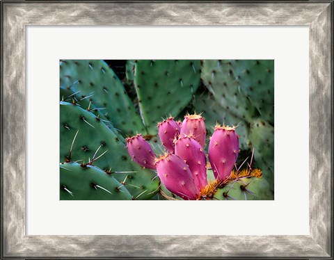 Framed Pink Cactus Print