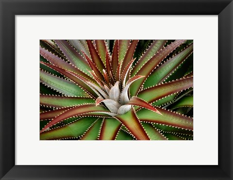 Framed Succulent VI Print