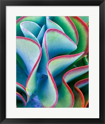 Framed Succulent VII Print