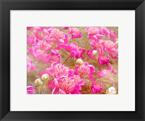 Framed Pinks Print