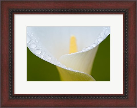 Framed White Flower II Print