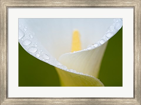 Framed White Flower II Print