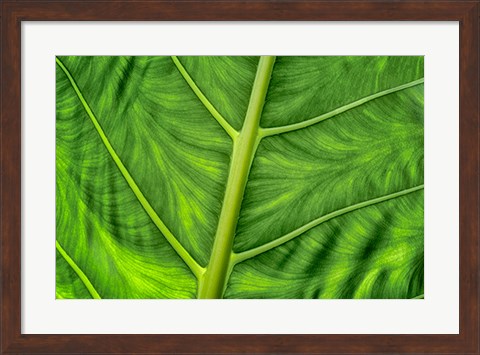 Framed Leaf Details Print