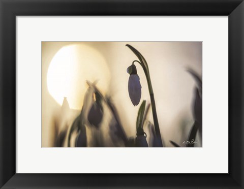 Framed Backlit Snowdrop Print