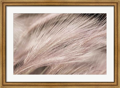 Framed Foxtail Barley III Light Print