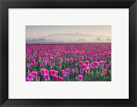 Framed Sunrise Over The Skagit Valley Tulip Fields, Washington State Print