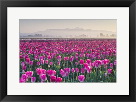 Framed Sunrise Over The Skagit Valley Tulip Fields, Washington State Print