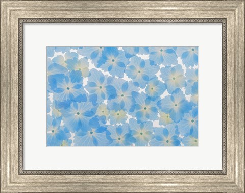 Framed Layout Of Hydrangea Blossoms Print