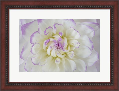 Framed Dahlia Blossom Close-Up Print
