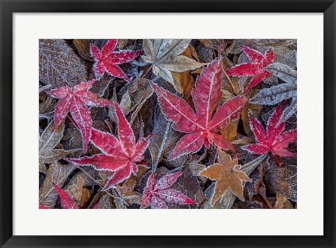 Framed Frosty Leaves In Autumn Print