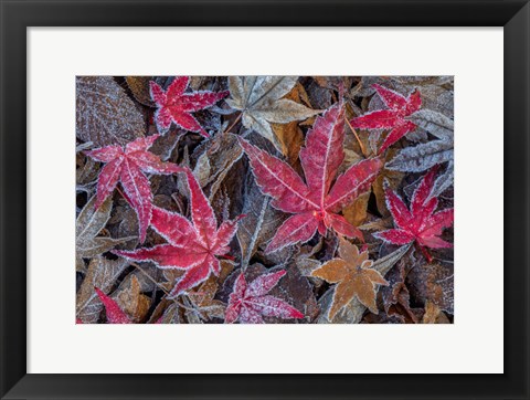 Framed Frosty Leaves In Autumn Print