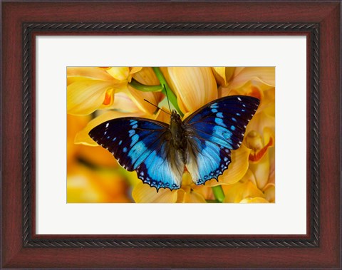 Framed Charaxes Smaragdalis Butterfly On Large Golden Cymbidium Orchid Print