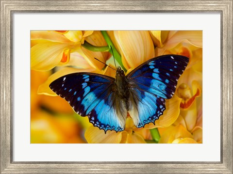 Framed Charaxes Smaragdalis Butterfly On Large Golden Cymbidium Orchid Print