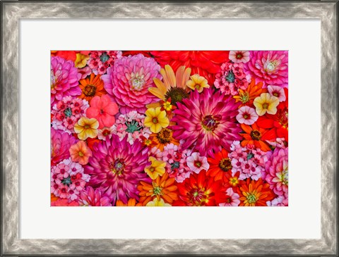 Framed Flower Pattern With Large Group Of Flowers, Sammamish, Washington State Print