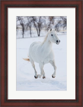Framed White Horse Running In The Snow Print