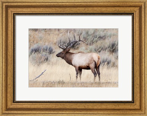 Framed Portrait Of A Bull Elk With A Large Rack Print