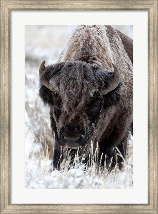 Framed Portrait Of A Frost Covered American Bison Print