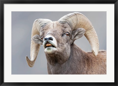 Framed Bighorn Ram Lifts Its Lip In A Flehmen Print