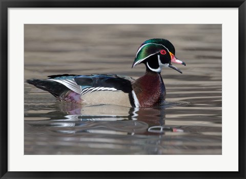 Framed Wood Duck Drake In Breeding Plumage Floats On The River While Calling Print