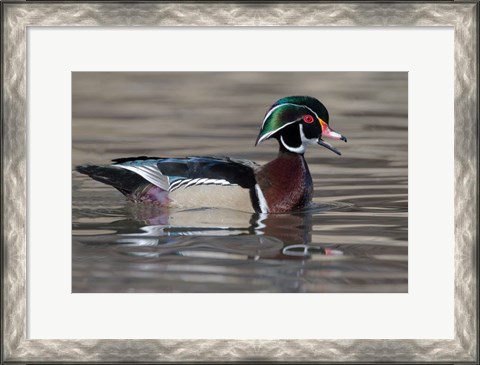 Framed Wood Duck Drake In Breeding Plumage Floats On The River While Calling Print