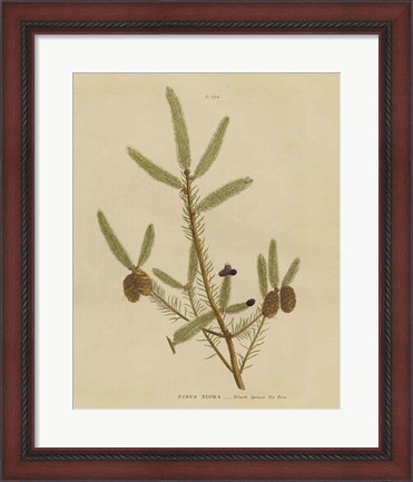 Framed Herbal Botanical XIV Print
