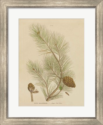 Framed Herbal Botanical XIII Print