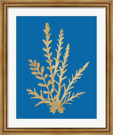 Framed Pacific Sea Mosses III Blue Print