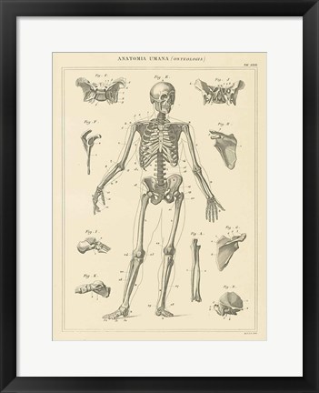 Framed Skeleton Chart Print