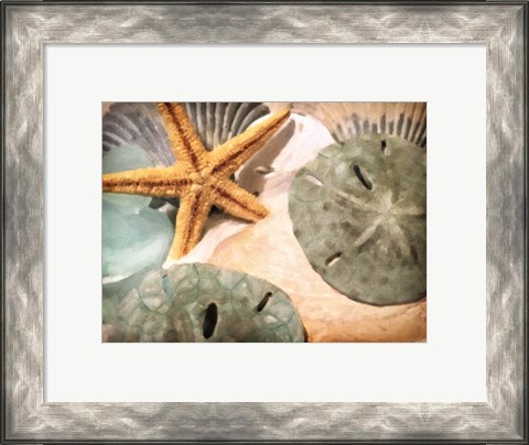 Framed Sand Dollars And Starfish Print