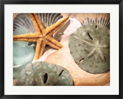 Framed Sand Dollars And Starfish Print