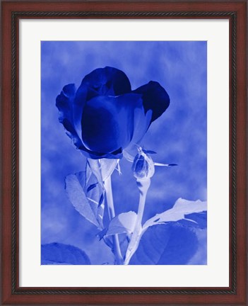 Framed Cobalt Rosebud Print
