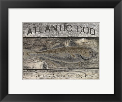 Framed Atlantic Cod Print