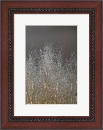Framed Silver Forest III Print