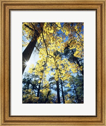 Framed Autumn Trees CA Print