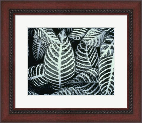 Framed Zebra Leaves Print