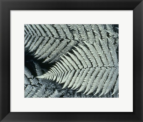 Framed Ferns Print