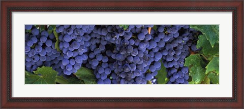 Framed Grapes On The Vine, Napa, California Print